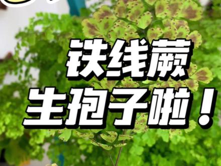 铁线蕨的特殊繁殖方式:孢子~你们见过吗🤪
#带你看看我家的花花草草 #我的阳台小花园 #养花人的乐趣 #铁线蕨 #园艺生活