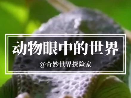 你知道在动物眼中的世界是怎么样的吗?#科普