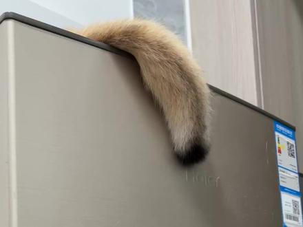 哪里来的狐狸精
#可爱的小猫咪
#我的猫 #家有猫咪