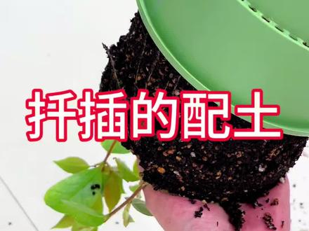 扦插植物该怎么配土 扦插植物的配土方法#扦插 #盆景素材 #三角梅 #茶花