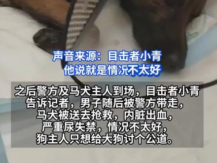 杭州一男子当街持酒瓶砖头暴打马犬,目击者:被打狗(栓绳)咬伤了男子柯基(未栓绳)。马犬主人让先送医院 ,她回家安置好孩子过去。警方回应:已立案调查,后续处罚需根据狗的情况确定。马犬内脏出血,正在抢救。#马犬 #柯基 #暴力(二三里资讯、齐鲁晚报、白鹿视频、@小青7、)