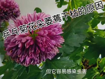 乒乓菊刚开放的花朵萎蔫干枯什么原因?看完视频明白了