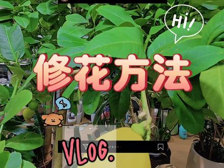 香水柠檬修花方法,一年之际在于春,把春天把握好,一年不愁没柠檬吃😁#真实生活分享计划 #植物科普 #柠檬 #养花我是认真的 #绿植