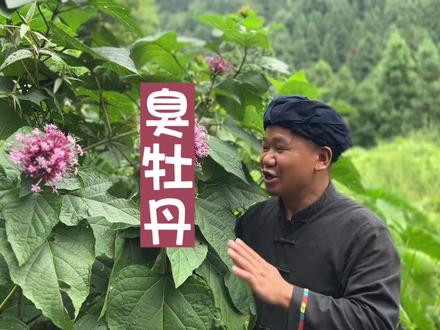 #臭牡丹 ~这么漂亮但又很臭的植物有多少朋友认识的?#农村生活 #识百草 #植物科普