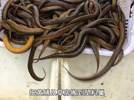 1黃鱔的秘密,为了生存,它们学会了变性