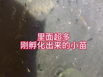 楼顶鱼池的小惊喜#水产养殖的夜晚 #分享你的水族生物养殖日常