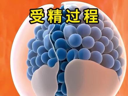 受精过程:谁才是那个幸运儿#科普 #涨知识 #生命科学