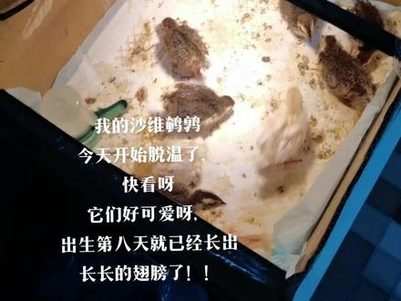 沙维鹌鹑出生第八天出温箱记录一下成长过程