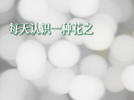 “无望的爱与永恒的真心。” #洋桔梗 #花语 #每天认识一种花