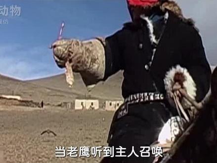 熬鹰到底有多残忍?一人一鹰硬刚24小时不合,他们这么做图什么(3) #鹰 #训鹰 #动物#熬鹰