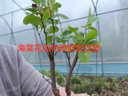 海棠花脱节太长如何矮化修剪定位枝?关注我与你一起分享盆景素材制作与修剪哦!#抖音小助手 #盆景制作技巧