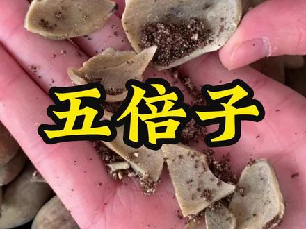 树上寄生的蚜虫“房子”#五倍子 #三农 #科普