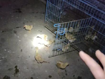 原来阉鸡带仔他也会认小崽子的。