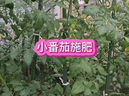种小番茄怎么施肥浇水,小番茄的养护方法,新手种小番茄 #小番茄种植 #小番茄养护 #千禧小番茄 #矮生番茄 #番茄种植