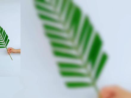 新手学习插花必备!9种散尾叶修剪方法大总结,详细教程,快收藏!#花艺 #花束 #插花 #手工