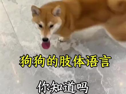 狗狗的肢体语言,你知道几个?#狗狗 #新人养狗 #养狗人 #养狗小知识