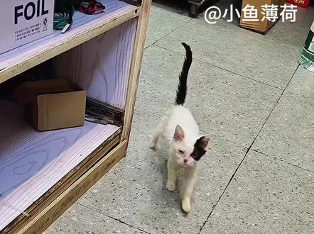 其实我呀已经换了牙齿动物转场教程来了 人幸好我能碰好你#幸好我能碰到你 #其实我呀已经换了牙齿 #剪映 #剪辑教程 #其实我呀已经换了牙齿转场 其实我呀已经换了牙齿转场教程 其实我呀已经换了牙齿剪辑教程 人幸好我能碰到你动物转场教程 人幸好我能碰到你剪辑