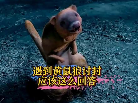 遇到黄鼠狼讨封,应该这么回答…#小说 #网文 #搞笑