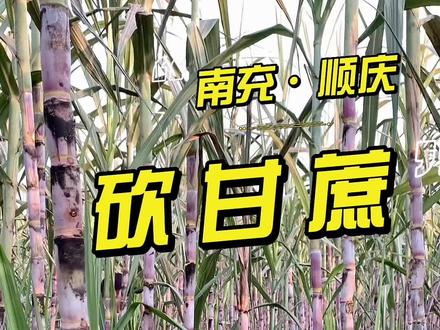 砍甘蔗吗?10块3根那种。#四川南充