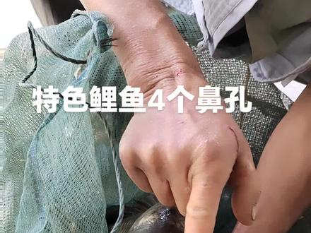 微山湖鲤鱼有特点,4个鼻孔!淡水鱼中罕见!#好大一条鱼