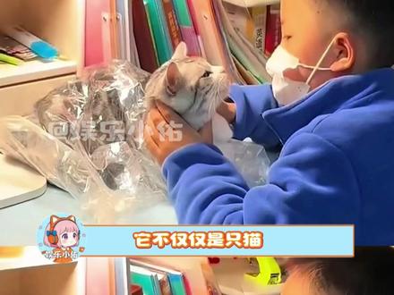 猫猫:下辈子还跟你 #猫咪 #治愈 #小孩哥 #可爱