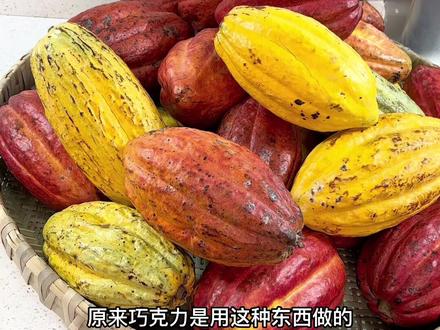 花500块买了30斤可可果来做巧克力再做成甜品,看看划算吗?
