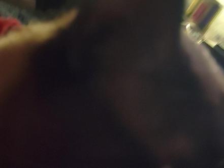 会说话的逼罗猫 #暹罗猫