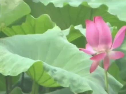 感恩师父上人慈悲开示🙏🏼