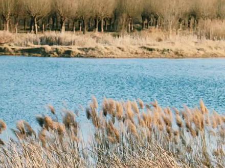 #吟诵 #陈琴吟诵调 蒹葭(完整版)