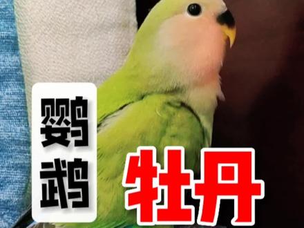绿桃牡丹鹦鹉才是面类牡丹鹦鹉的正统血统,黄桃紫罗兰只是DNA遗传的变异#手养鹦鹉 #鹦鹉 #神奇动物在抖音 #萌宠出道计划 #铲屎官的乐趣