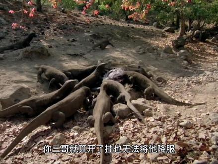凶残科莫多巨蜥的致命唾液#神奇动物在抖音 #科莫多巨蜥 #动物 #动物世界