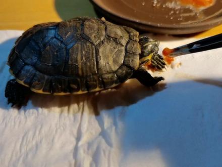 听见乌龟叫没?感冒的乌龟就是这样子,柔弱无骨、四肢绵软、奄奄一息、张开嘴呼气,也不吃食,所以药也喂不进去,咋整?!