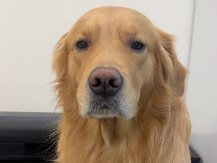 哈哈哈哈哈哈哈哈哈哈给皮吓坏了#金毛 #狗狗 #狗狗的心思都写在脸上了 #金毛日常生活视频