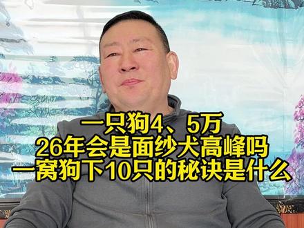 一只狗4、5万,2026年会是面纱犬行情高峰吗?#犬舍 #棉花面纱犬 #面纱犬 #繁育人 #养狗