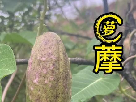 离家千里 勿食萝藦#萝藦 #农村生活 #奇花异草