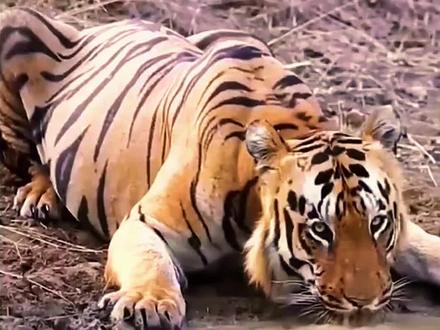 阴沟里翻船的老虎#精彩的动物世界 #神奇动物在抖音