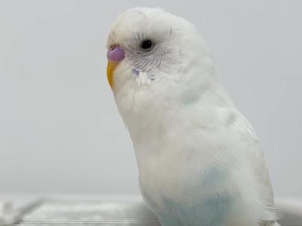 虎皮说话怎么教#虎皮鹦鹉说话 #鹦鹉说话教程 #手养鹦鹉