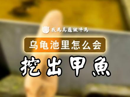 我是来挖乌龟蛋的!怎么就挖出甲鱼了呢?#龟 #宠物龟 #养龟日常 #乌龟 #巴西龟 #爬宠 #龟宠时代 #养龟