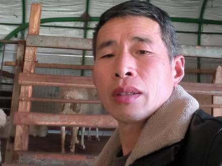 养羊辛苦但还是比打工强,因为打工是端了人间的碗就得受人家管!#农村养殖 #农村创业养殖 #懂的人自然能听懂 #用抖音记录人生