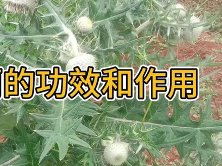 大蓟草的功效和作用 #大蓟根