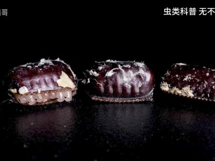 这是蟑螂完整的孵化的全过程,它的强悍可能超出你的认知 #蟑螂 #动物解说 #动物科普 #动物世界 #神奇动物在抖音