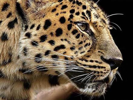 猎豹素描速成教学,欢迎交流讨论@DOU+小助手 #画画 #素描