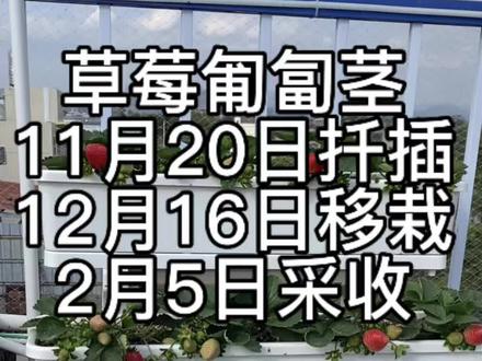 草莓匍匐茎从扦插到采收,历经两个半月时间,成功在年前吃上🍓 #吃草莓的季节 #创作者中心 #创作灵感 #草莓 #种草莓