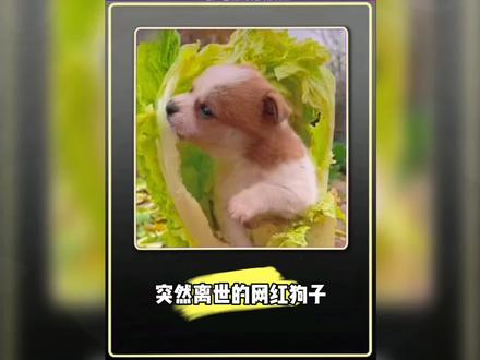 突然去世的网红狗子#宠物解说