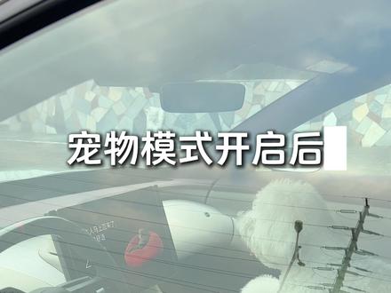 看来这两个小家伙也很喜欢小米汽车的宠物模式#小米汽车 #宠物模式 #新一代SU7 #YU7 #汽车使用技巧