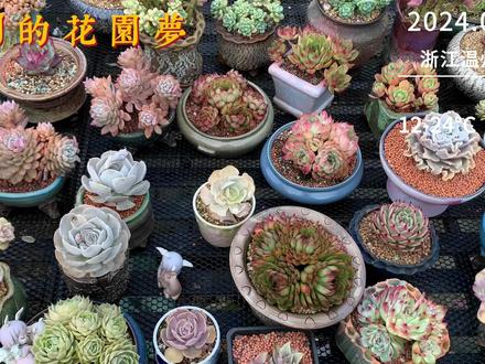 多肉越不打理越难看,越难看就越不想管,陷入了恶循环 #记录多肉生活 #鲁氏石莲锦 #昂斯诺多肉 #小周的花园梦