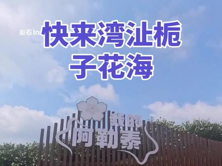 快来湾沚栀子花海拍照打卡,否则又要等一年了,免费的景点#一起去看漫山遍野的花海 #当风车遇见花海