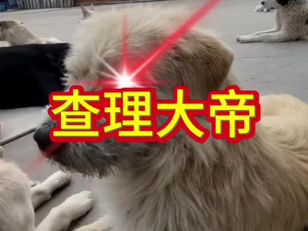 #中国猴王 #中华田园犬 #下司犬 中国狗王火遍外网