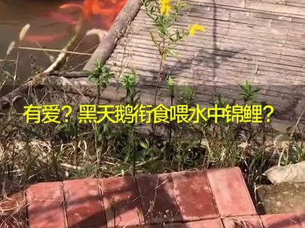 涨姿势!#黑天鹅衔食喂水中锦鲤 ,背后原因和万物有灵没啥关系。