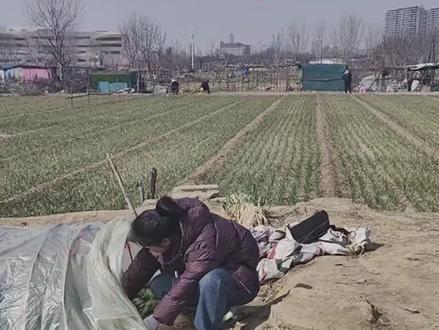 红薯高产妙招#红薯种植 #农业种植 #红薯高产种植 #种植小技巧